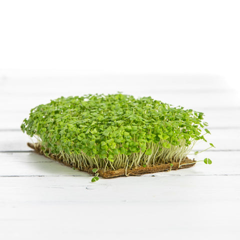 Bazalka Genovese – semienka na mikrozeleninu, 4. fotka