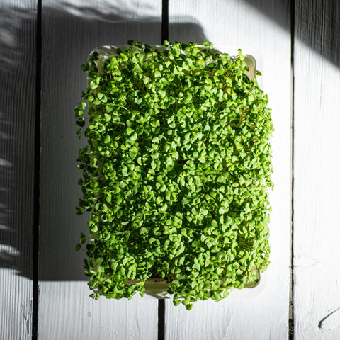 Bazalka Genovese – semienka na mikrozeleninu, 2. fotka