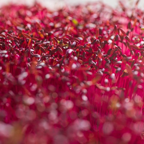 Amarant Red Garnet – semienka na mikrozeleninu