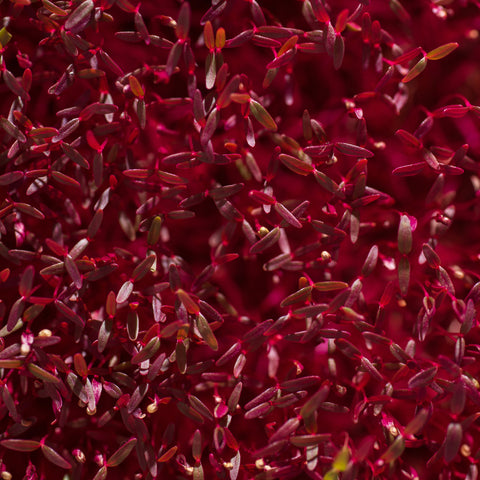 Amarant Red Garnet – semienka na mikrozeleninu, 2. fotka