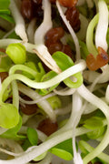 Reďkovka Daikon – semienka na klíčenie, 3. fotka