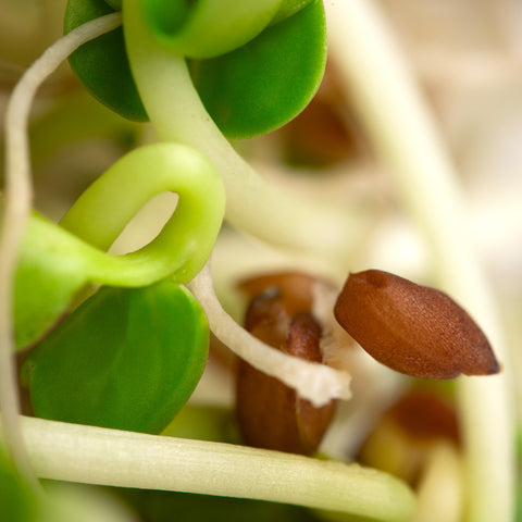Reďkovka Daikon – semienka na klíčenie, 4. fotka