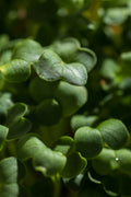 Reďkovka Daikon – semienka na mikrozeleninu, 3. fotka