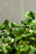 Reďkovka Daikon – semienka na mikrozeleninu, 4. fotka