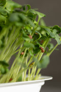 Reďkovka Daikon – semienka na mikrozeleninu, 5. fotka