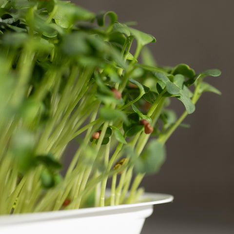Reďkovka Daikon – semienka na mikrozeleninu, 5. fotka