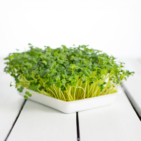 Reďkovka Daikon – semienka na mikrozeleninu, 6. fotka