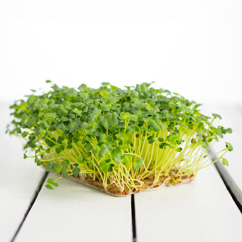 Reďkovka Daikon – semienka na mikrozeleninu, 7. fotka