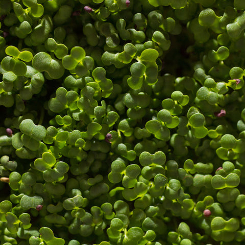 Pak choi biely – semienka na mikrozeleninu, 2. fotka