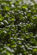 Pak choi biely – semienka na mikrozeleninu, 3. fotka