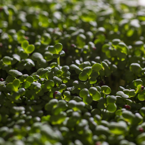 Pak choi biely – semienka na mikrozeleninu, 3. fotka