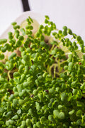 Pak choi biely – semienka na mikrozeleninu, 5. fotka