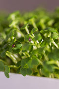 Pak choi biely – semienka na mikrozeleninu, 6. fotka
