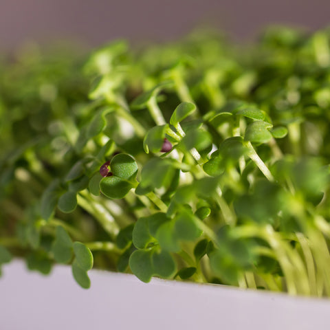 Pak choi biely – semienka na mikrozeleninu, 6. fotka