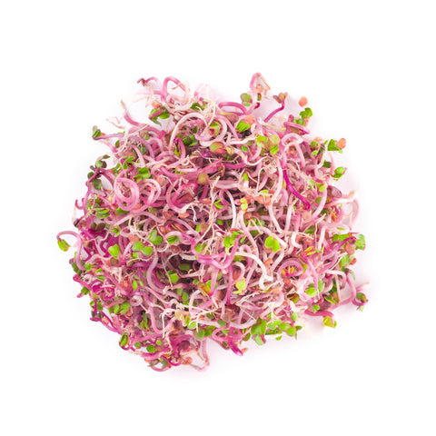 Reďkovka Red Coral – semienka na klíčenie, 2. fotka