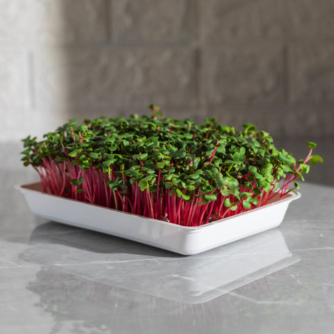 Reďkovka Red Coral – semienka na mikrozeleninu, 2. fotka