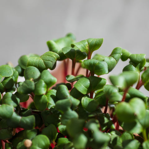 Reďkovka Red Coral – semienka na mikrozeleninu, 5. fotka