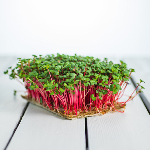 Reďkovka Red Coral – semienka na mikrozeleninu, 6. fotka