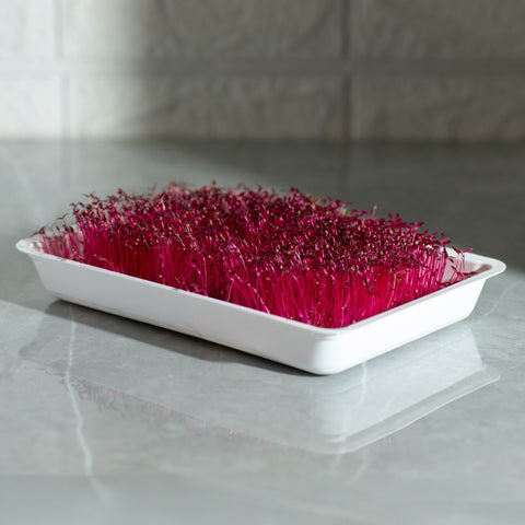 Amarant Red Garnet – semienka na mikrozeleninu, 5. fotka