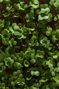 Kel kučeravý Red Russian – semienka na mikrozeleninu, 2. fotka