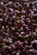 Horčica Red Frilled – semienka na mikrozeleninu, 2. fotka